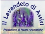 logo_Il Lavandeto Di Assisi Vivaio E Realizzazione Giardini
