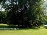 logo_Studio Raspanti Architettura Del Giardino E Del Paesaggio