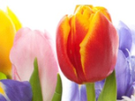 logo_Progetto Giardino Di Vigolo F.
