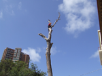 logo_Alberi E Corde